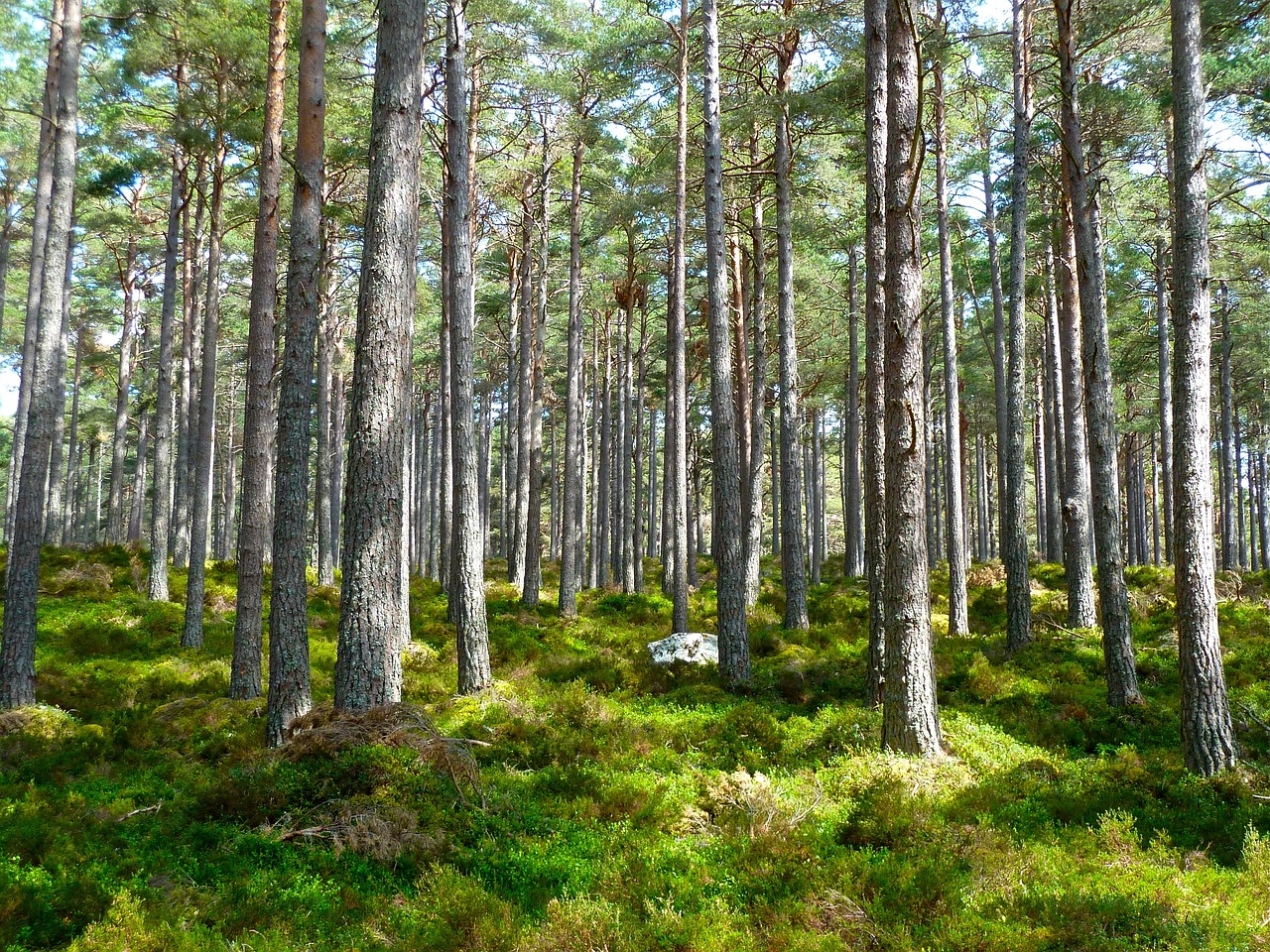 Forest Stewardship for Biodiversity Conservation - Effective or Not?